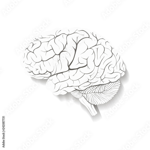 Human brain composed of paper with a shadow