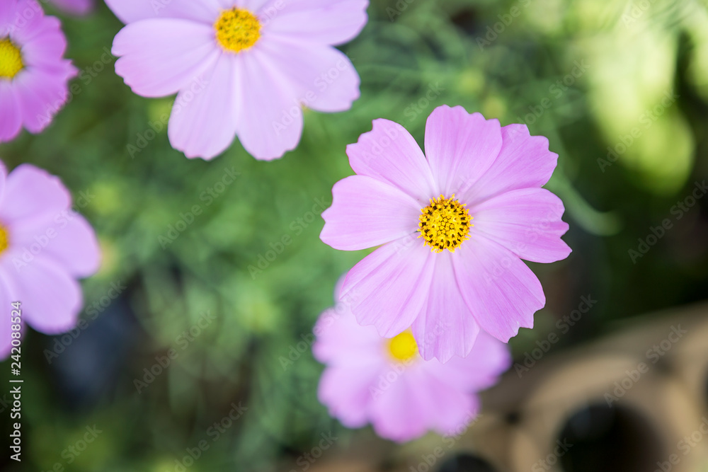 Beautiful purple cosmos flower over blurred flower garden, spring season idea background Beautiful purple cosmos flower over blurred flower garden, spring season idea background