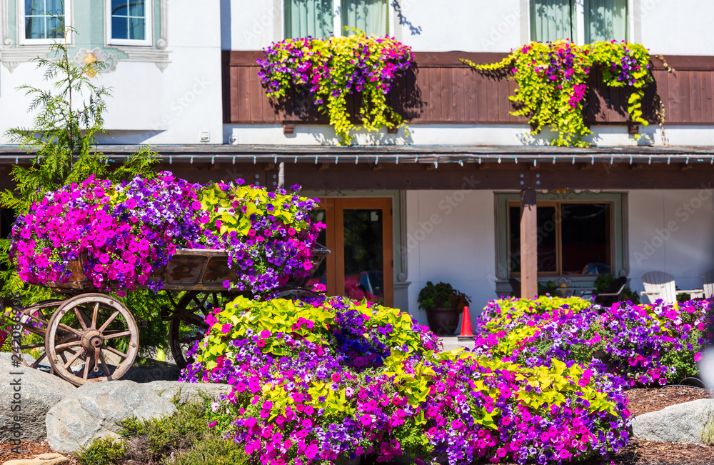 Flowers in garden