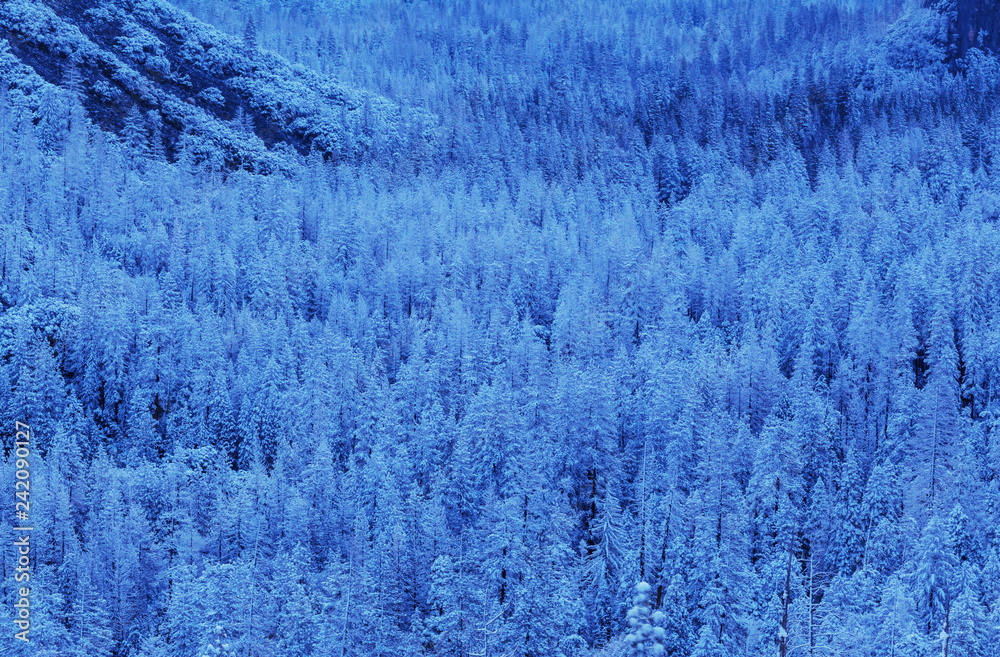 Winter forest Winter forest