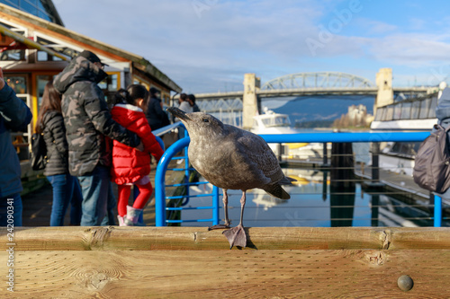 Western Seagulls at Granville Island Vancouver BC