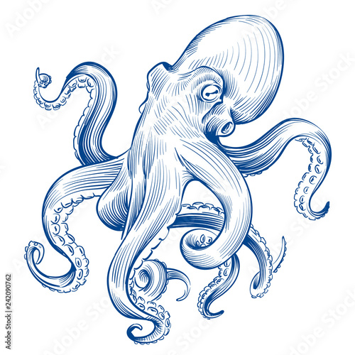 Vintage octopus. Hand drawn squid engraved ocean animal. Etching octopus vector illustration. Squid octopus animal, marine seafood photo