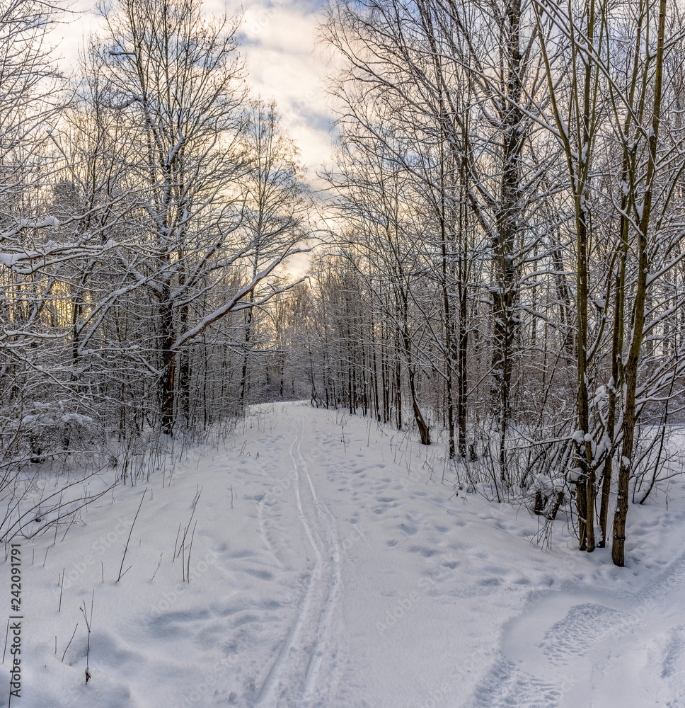 Sunny winter day in the forest Park. Everywhere lies bushy white snow.