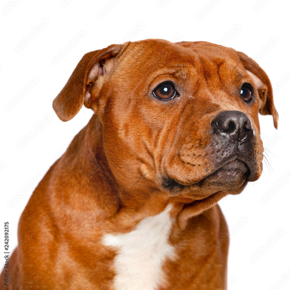 English Staffordshire Bull Terrier Dog  Isolated  on white Background in studio