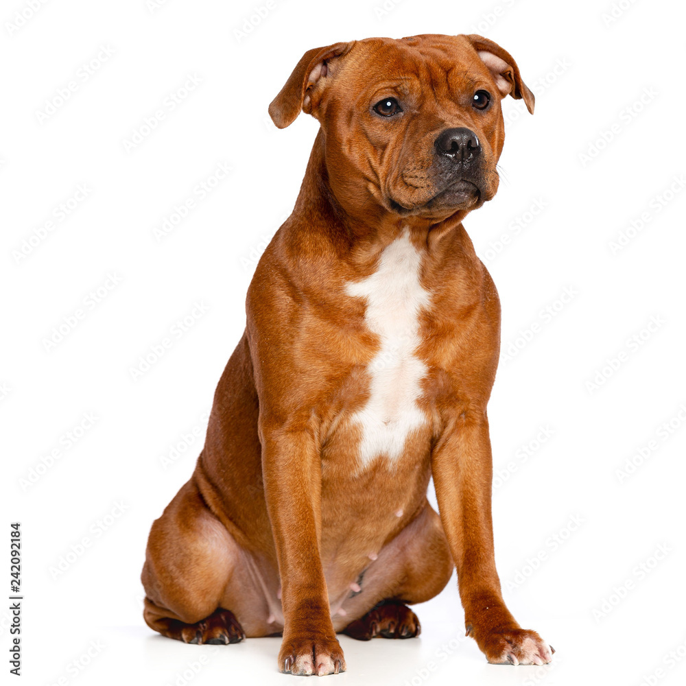 English Staffordshire Bull Terrier Dog Isolated on white Background in studio English Staffordshire Bull Terrier Dog Isolated on white Background in studio