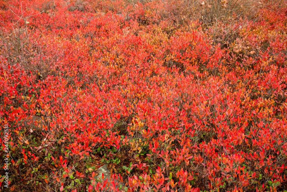 Red fall foliage in heath barrens on Moosic Mountain, Pennsylvania.