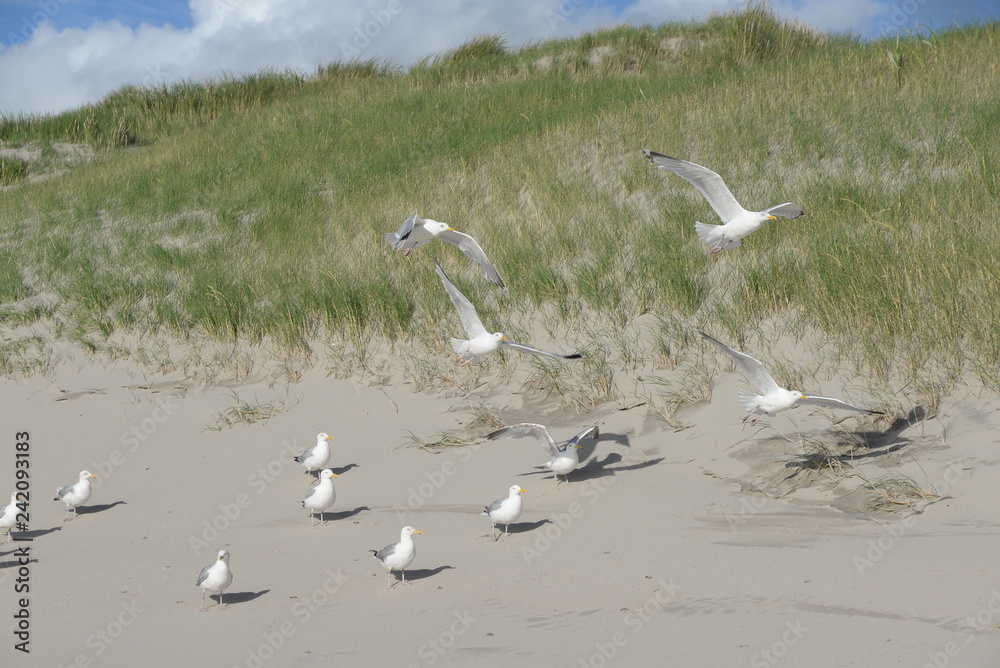 Möwen an einer Sanddüne