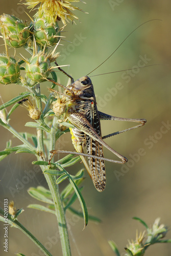 Grasshopper on the stem. Close-up