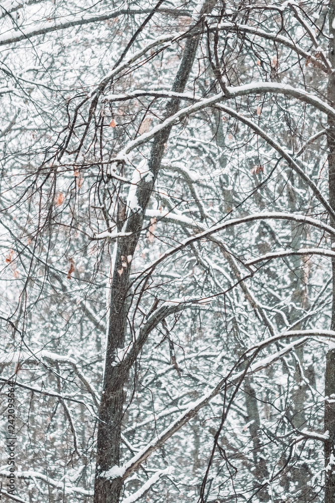 Tree branches in the snow. Winter in the park, winter in the forest. Beautiful winter season background.