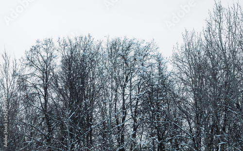 Tree branches in the snow. Winter in the park, winter in the forest. Beautiful winter season background.