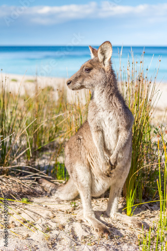Australian kangaroo on beautiful remote beach