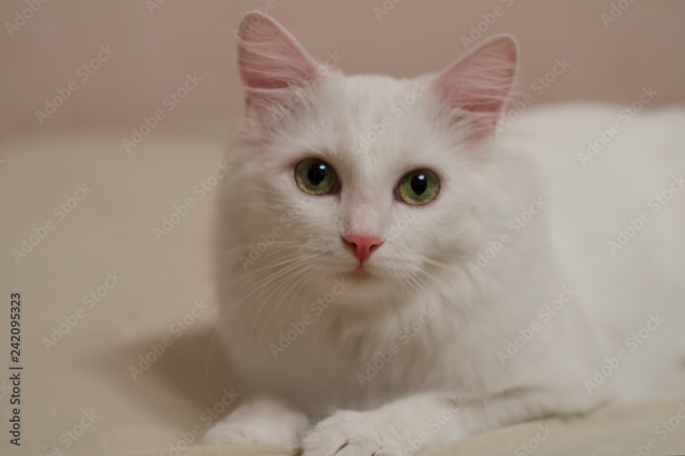 White kitten is lying on the bed and looks cute eyes White kitten is lying on the bed and looks cute eyes