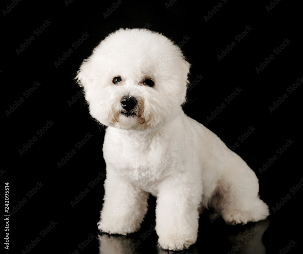 Bichon is isolated on a black background. Bichon Frise puppy. White dog. Bichon after grooming