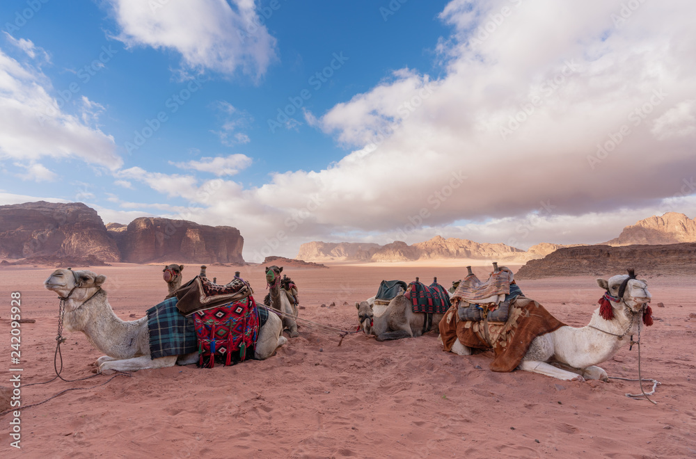 Fototapeta premium Krajobraz pustyni Wadi Rum w Jordanii z wielbłądami odpoczywającymi o poranku