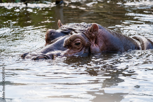 Hippopotame à la surface de l'eau