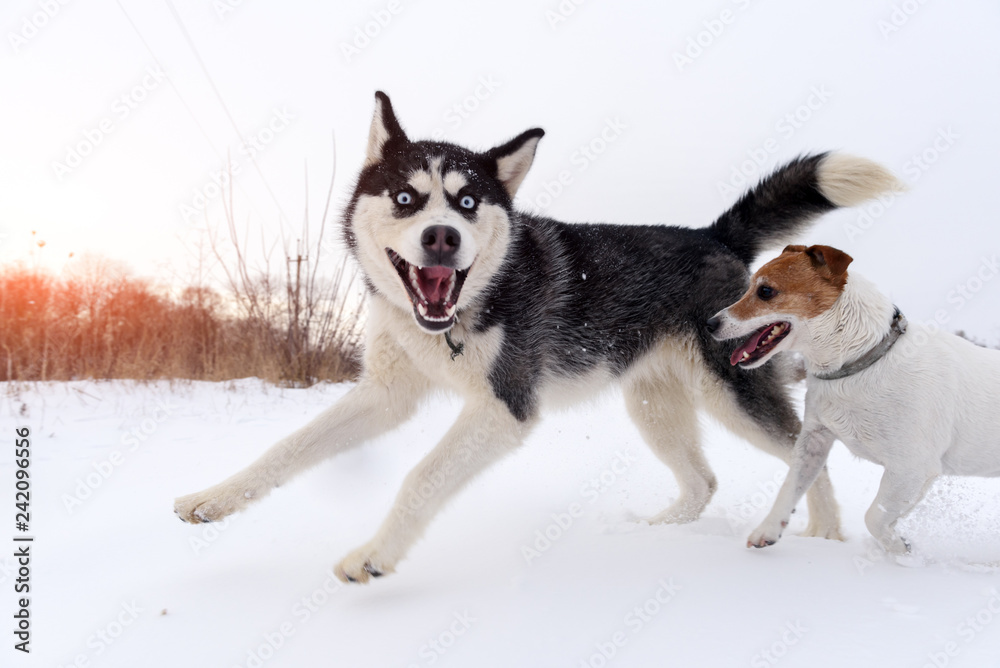 Siberian husky and jack russel terrier dogs playing on winter field. Happy puppys in fluffy snow. Animal photography Siberian husky and jack russel terrier dogs playing on winter field. Happy puppys in fluffy snow. Animal photography