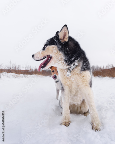 Siberian husky and jack russel terrier dogs playing on winter field. Happy puppys in fluffy snow. Animal photography