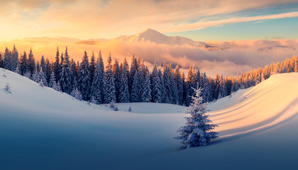 Fantastic orange winter landscape in snowy mountains glowing by sunlight. Dramatic wintry scene with snowy trees. Christmas holiday concept. Carpathians mountain, Ukraine, Europe