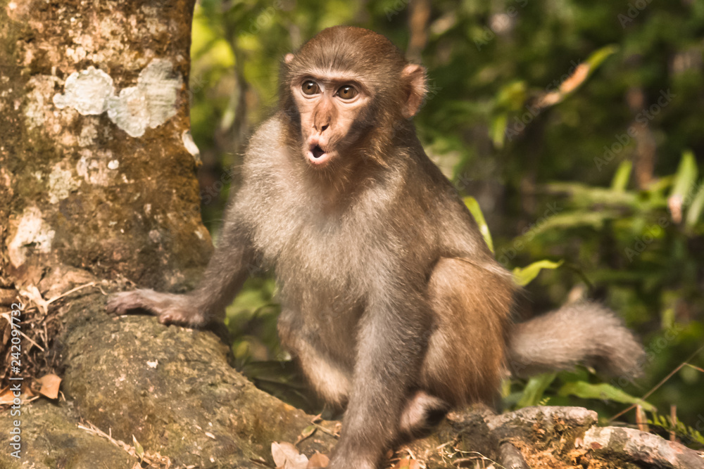 A young macaque cautiously screams, emotions on his face. A young macaque cautiously screams, emotions on his face.