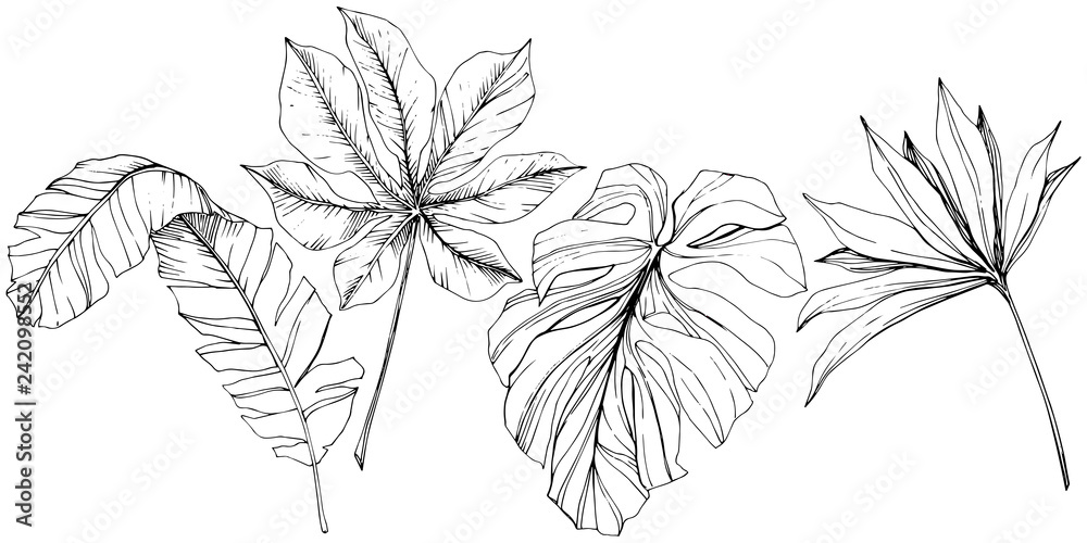 Vector Exotic tropical hawaiian summer. Black and white engraved ink art. Isolated leaf illustration element.