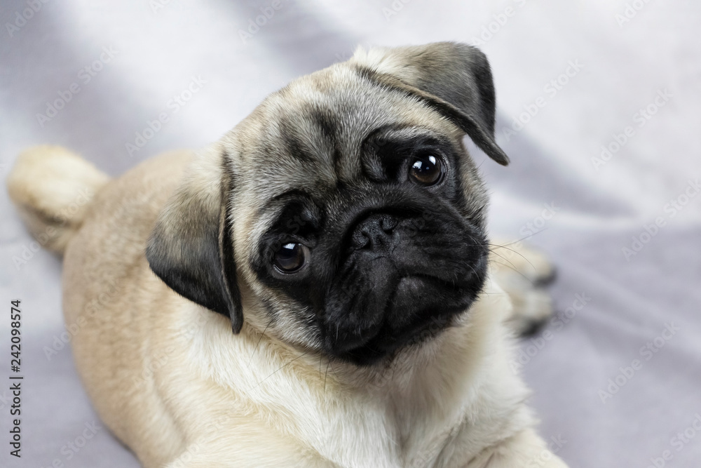 Pug puppy playfully looks at you, portrait