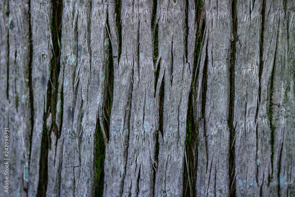 Palm bark texture. Tropical trees wallpaper Palm bark texture. Tropical trees wallpaper