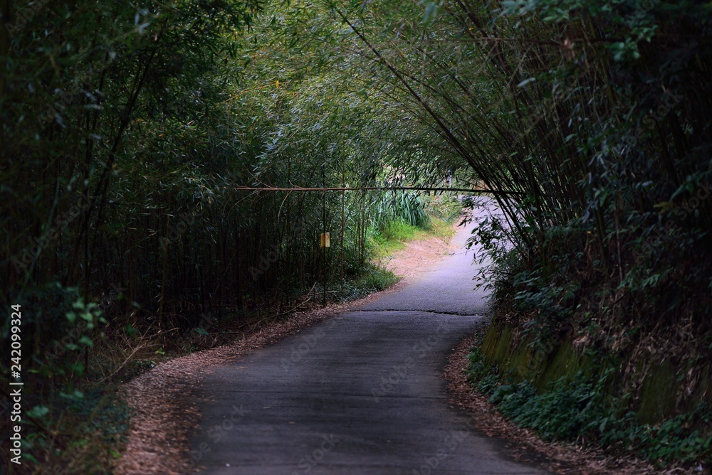 Naklejka premium Bamboo Forest in Miaoli Tai'an Township, Taiwan