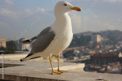 birds in roma