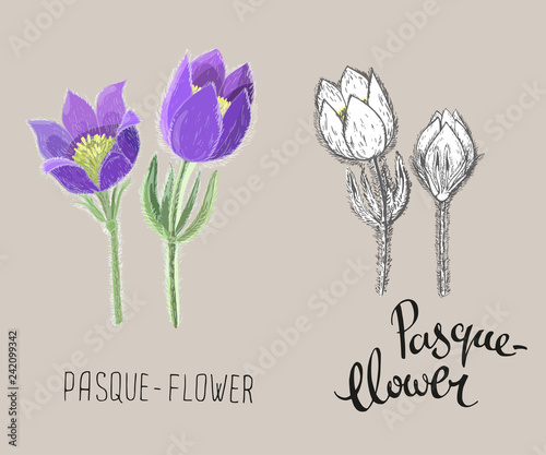Small pasque flowers isolated on beige background. Botanical drawing of perennial poisonous flowering plant used in traditional medicine or phytotherapy. Colored realistic and black and white floral