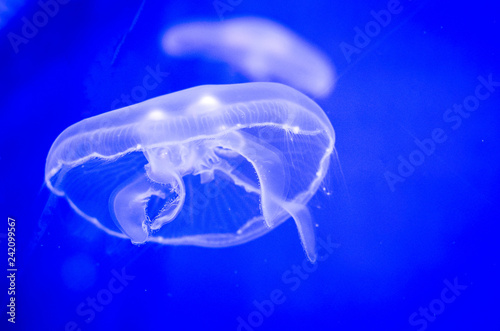 Jellyfish floating under water