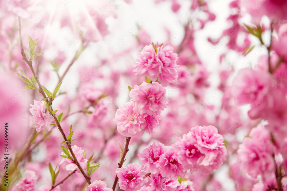 Naklejka premium niewyraźne tło drzewa sakura