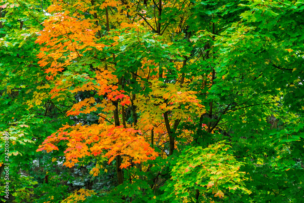 Maple in a park with colorful leaves that changed color, autumn landscape Maple in a park with colorful leaves that changed color, autumn landscape