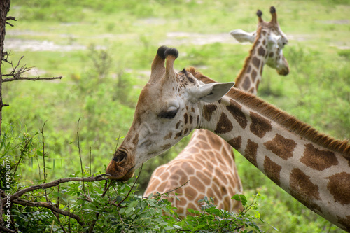 Giraffe in Tsavo East National Park Kenya, Savanne, Wüste, Afrika, Herde, Kopf