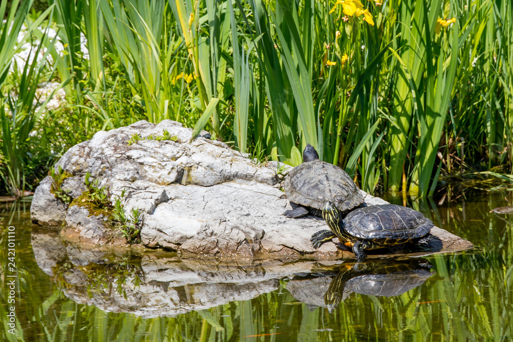 Turtles sunbathing on a rock Turtles sunbathing on a rock