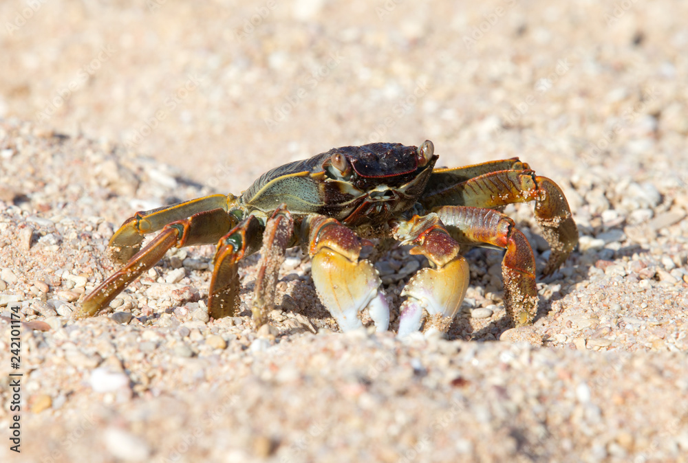 crab on beach