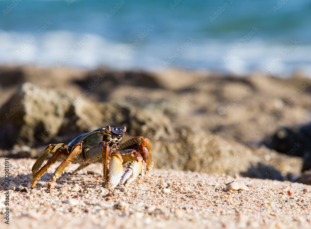 crab on beach crab on beach