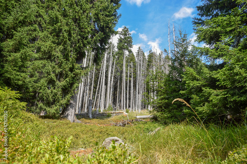 Wald mit blick aufs Tal, Harz, Brocken, Bäume, baum, Wald, Wälder, Tot, Grass photo