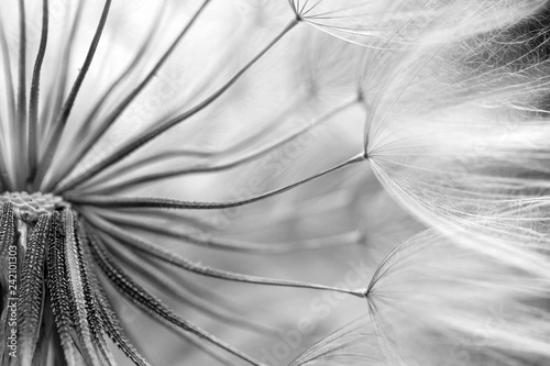 Fototapeta Naklejka Na Ścianę i Meble -   macro photo of dandelion seeds with water drops