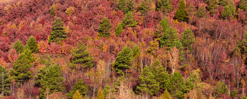Bright autumn trees of red, yellow and green on the hillside, facing the wall.