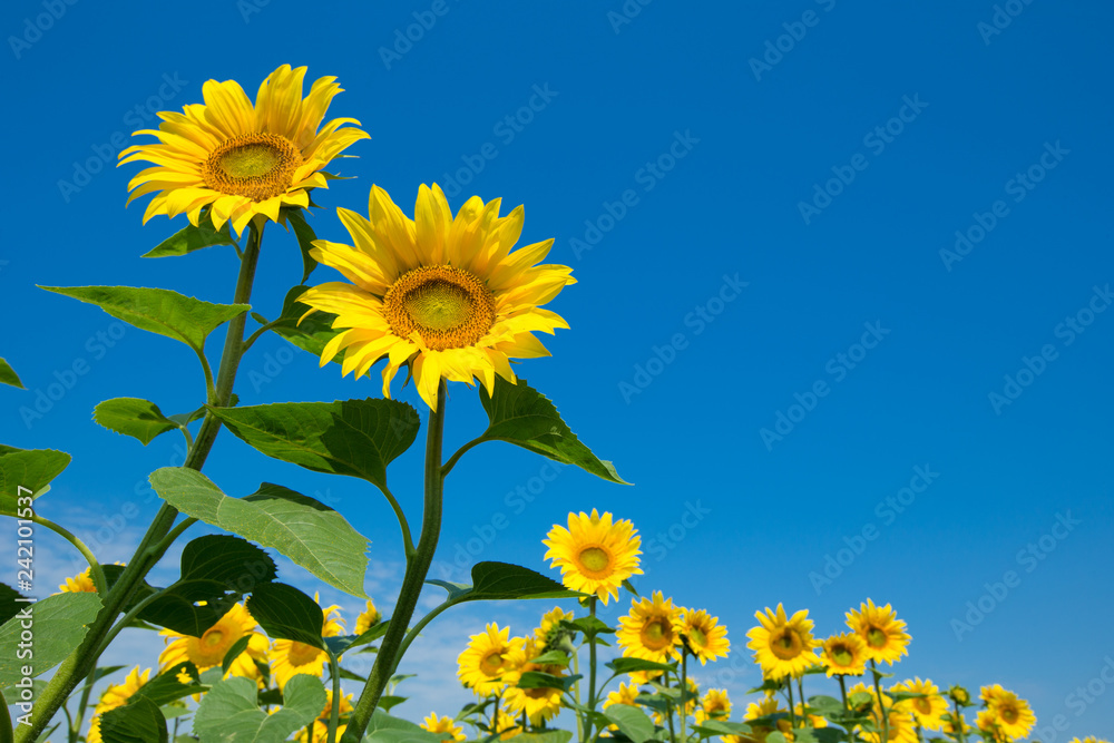 Naklejka premium Sunflower field with cloudy blue sky
