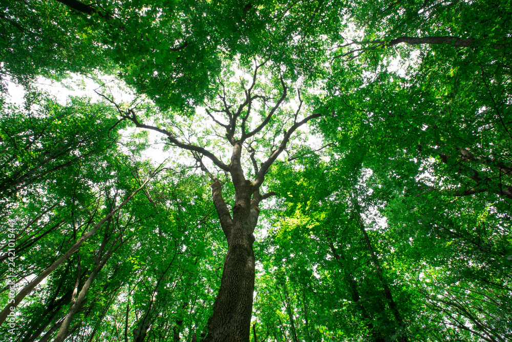 Forest trees. nature green wood sunlight backgrounds Forest trees. nature green wood sunlight backgrounds