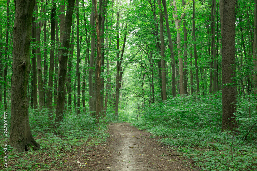 Forest trees. nature green wood sunlight backgrounds Forest trees. nature green wood sunlight backgrounds