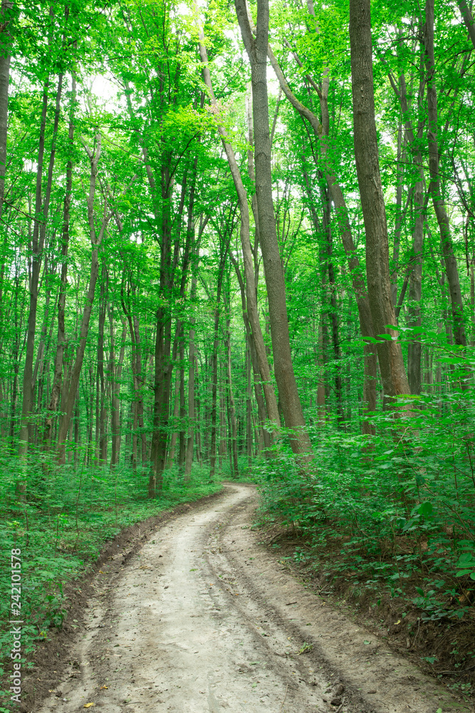 Forest trees. nature green wood sunlight backgrounds Forest trees. nature green wood sunlight backgrounds