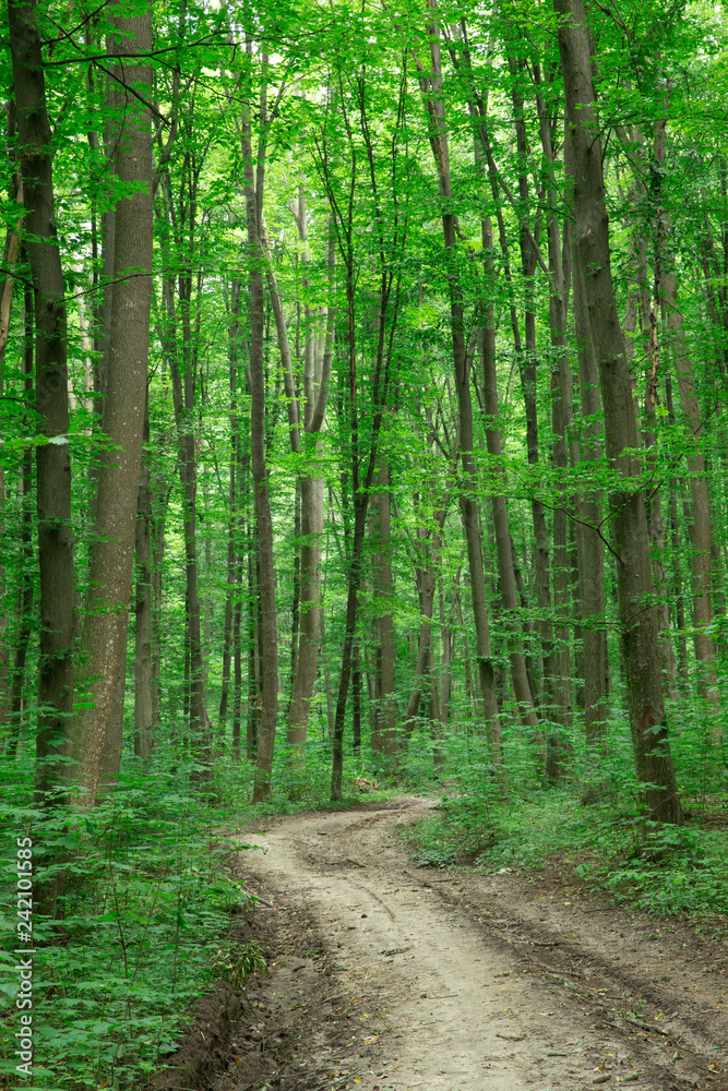 Fototapeta premium Drzewa leśne. natura zielone światło słoneczne drewna tła