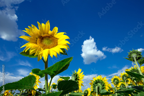 Fototapeta Naklejka Na Ścianę i Meble -  Sunflower field with cloudy blue sky