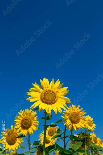 Fototapeta Naklejka Na Ścianę i Meble -  Sunflower field with cloudy blue sky