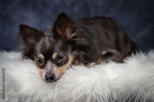 Portrait Hund Chihuahua Zwergpinscher auf weisem Fell vor blauem schwarzem dunklem hintergrund 