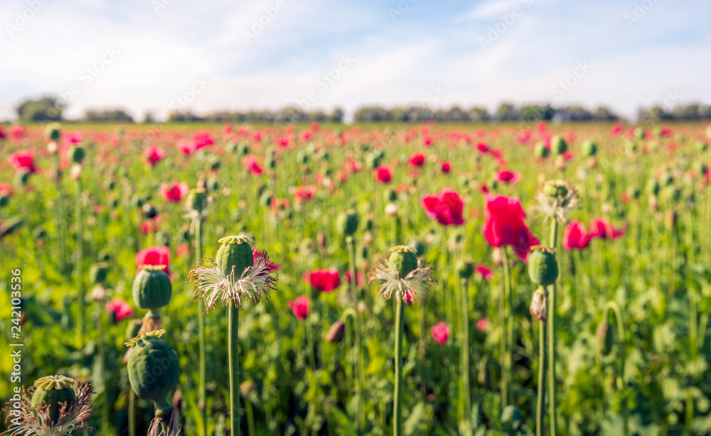 Buds, red flowers and seed capsules of opium poppy plants in a large field