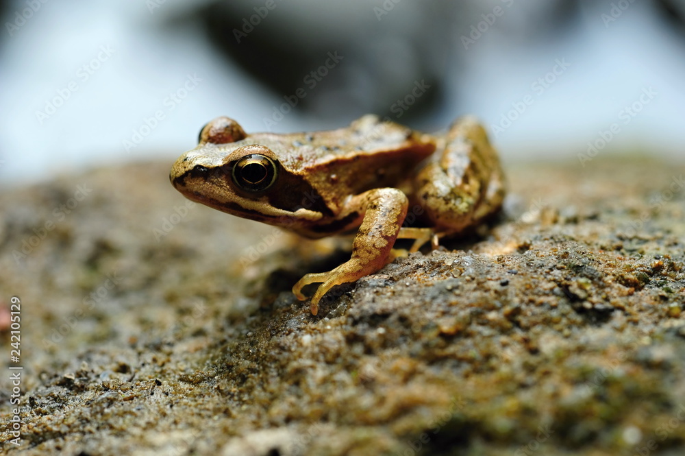 Obraz premium Small brown frog