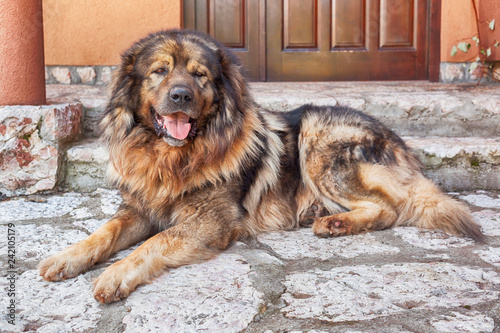 Canvastavla Yugoslavian Shepherd Dog or Illyrian Shepherd dog
